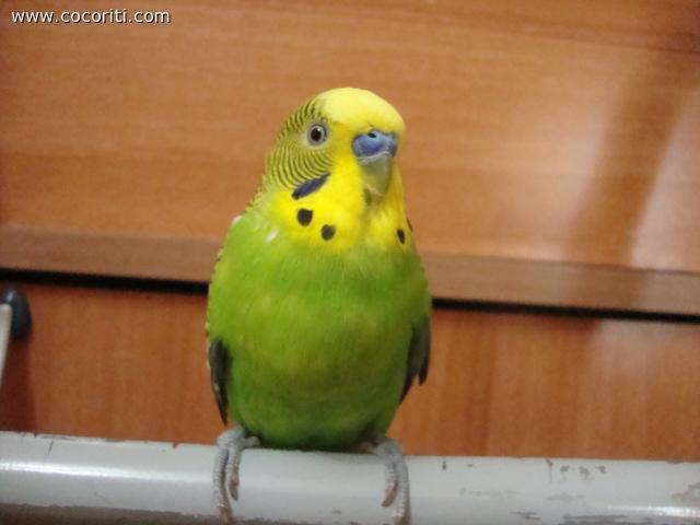 il mio amore