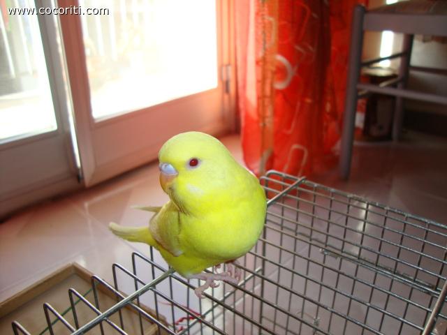 la bellissima toffy