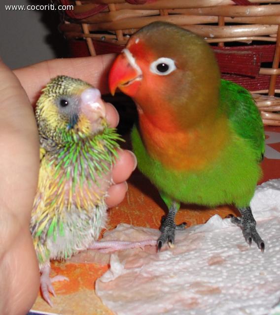 Pullo di Cocorita allevato a mano