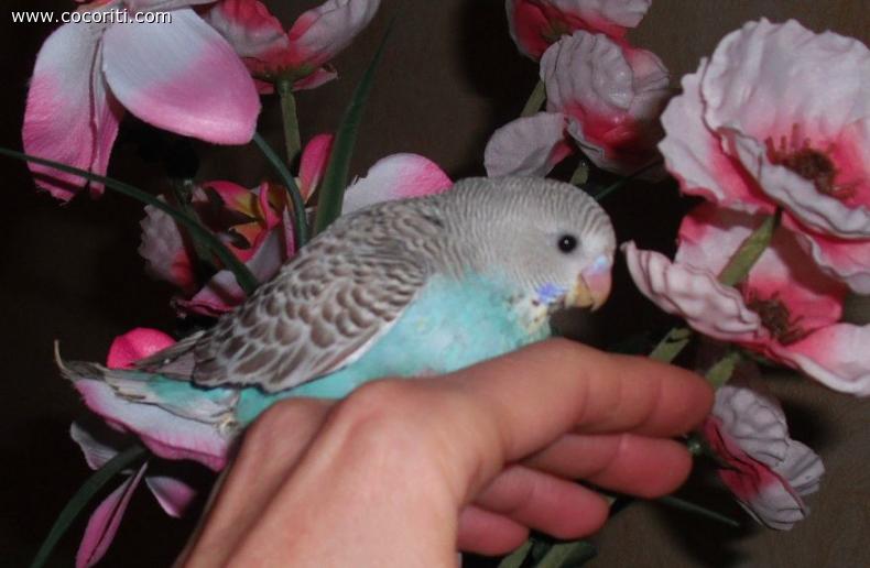 Beatrice, cocorita a 32 giorni