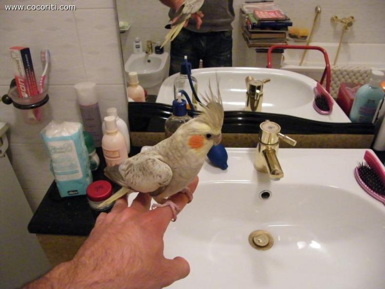 pippo in fase di addestramento 2