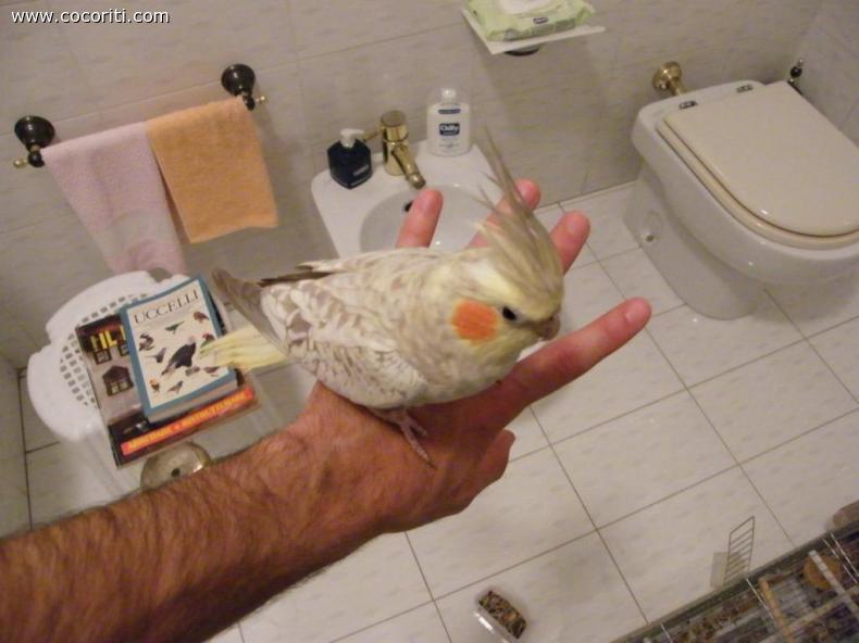 pippo in fase di addestramento 1