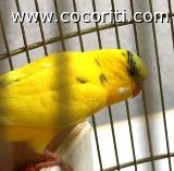 Il mio Camy