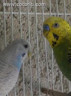 che carini!!!
