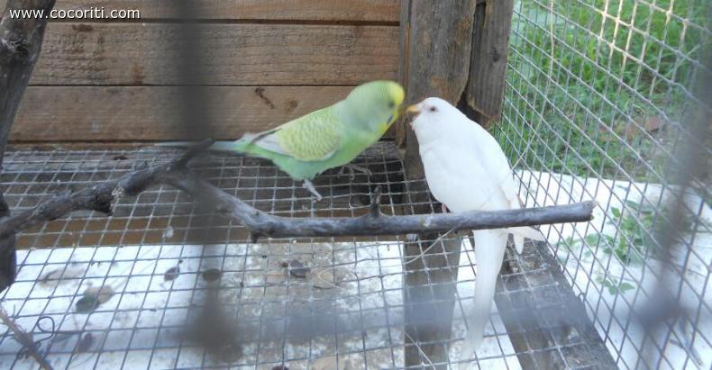 milli e tito:))