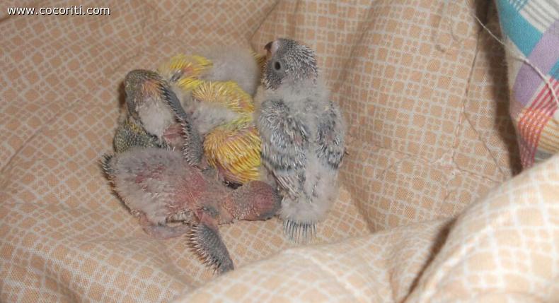 i piccoli miei