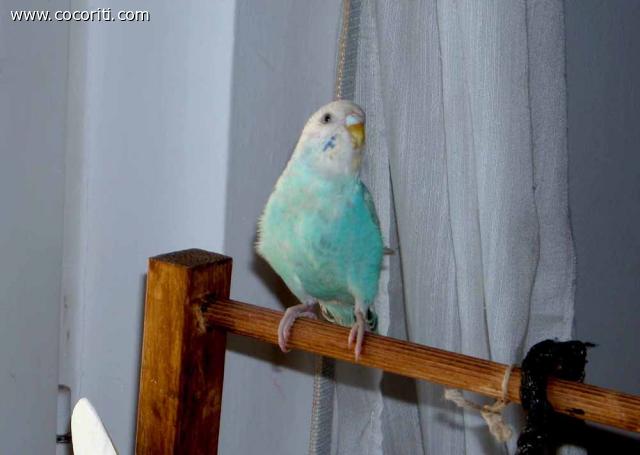 Betty che cerca Blue nella stanza