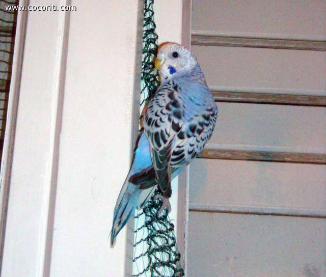 Blue la scalatrice