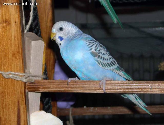 Blue la golosona con il biscotto