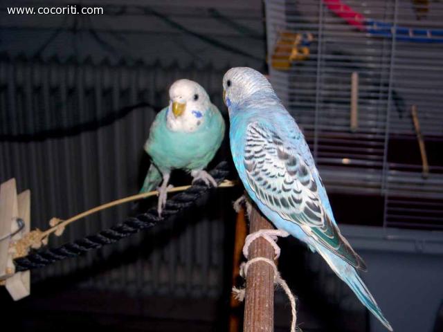 Betty & Blue