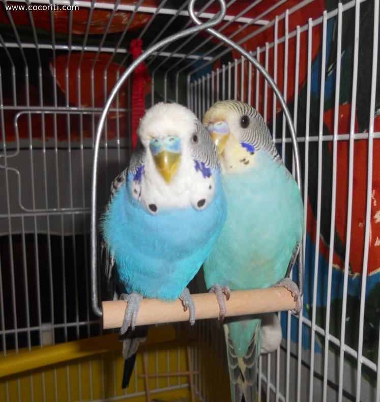 Gli innamorati