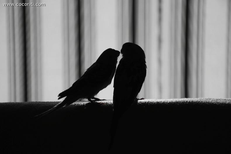 Rosita e Charlie
