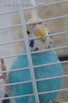 Cucù!