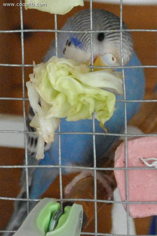 sophia e' matta per l'insalata...
