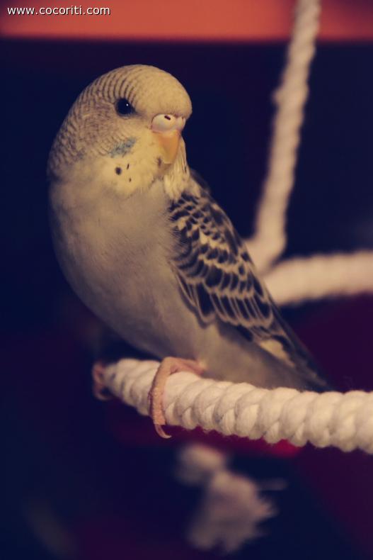 Charlie