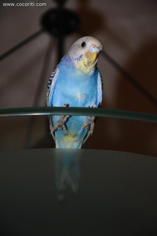 Rosita sul lampadario