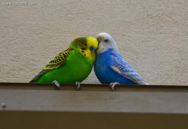 il Verde e Jay