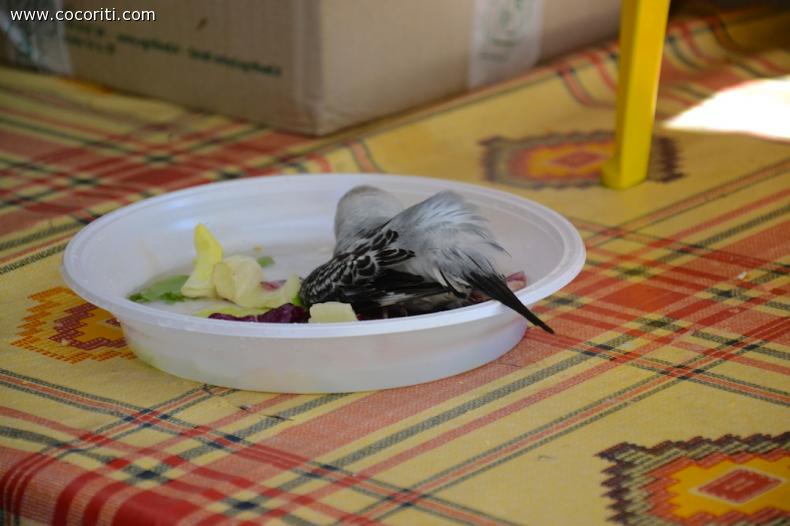 Bagnetto!