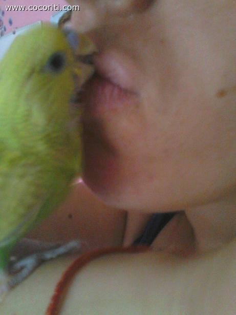 bacetto