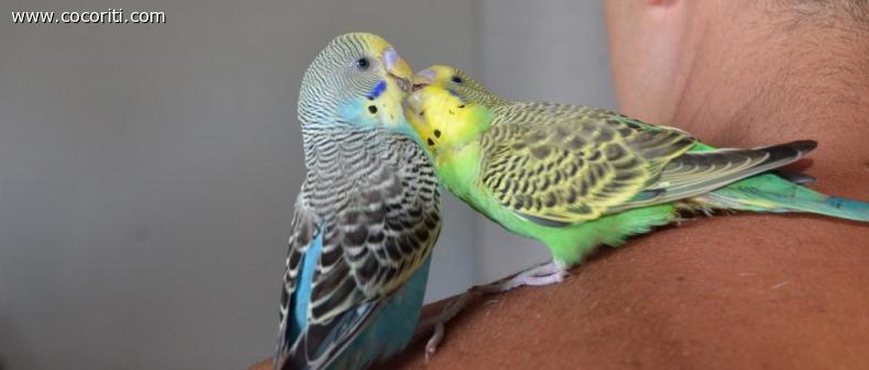 signore e signori: andrea e umberto!
