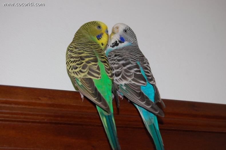 san valentino coco