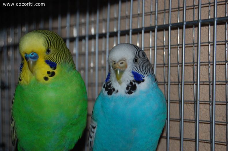 Violetta e Fabri