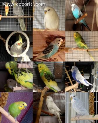 The Big Family