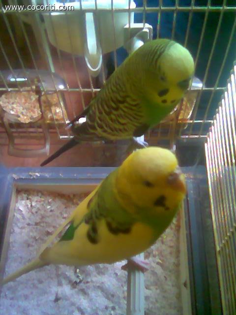 Fiona e Shrek