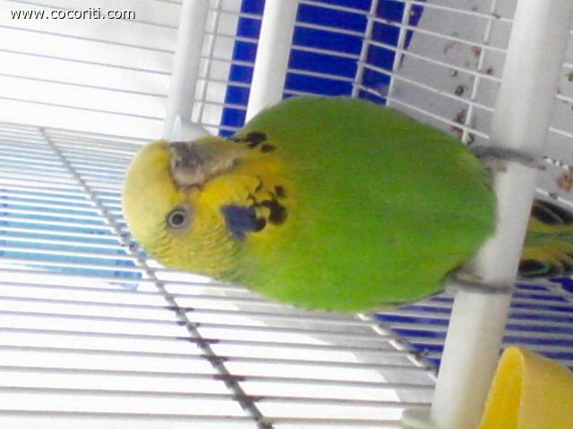 Palù :)