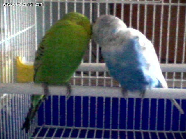 Oceano&Palù