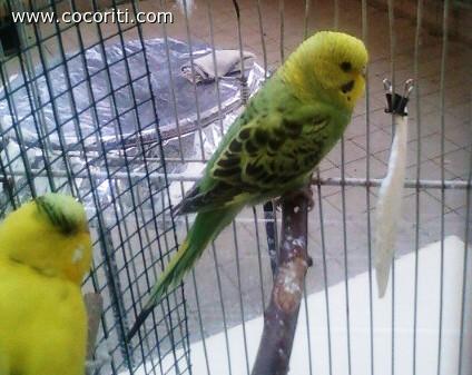 Ciupita