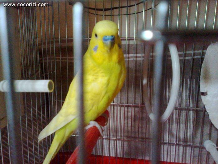 Icaro