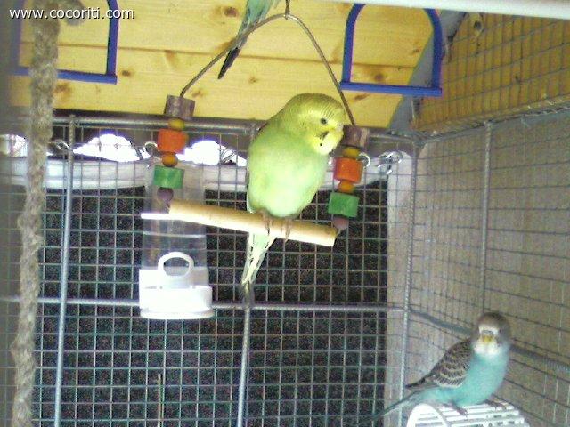 Peperina
