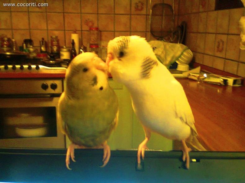 I piccoli danni