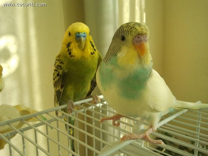 i miei coco!!