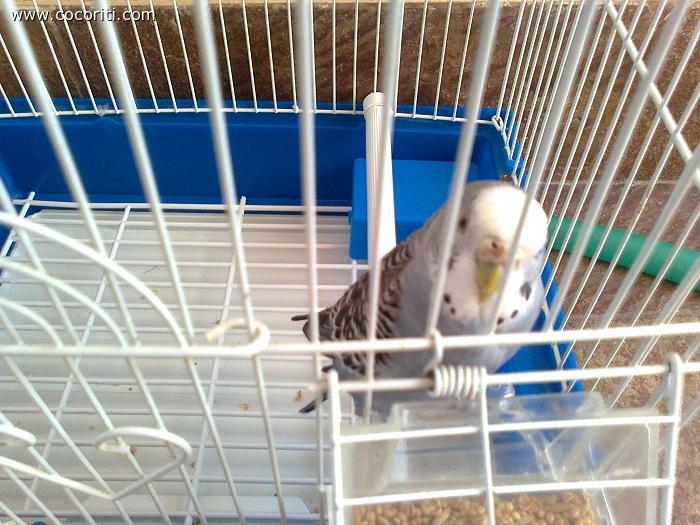 Pepi
