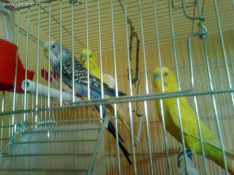 Pepi, Jago e Icaro