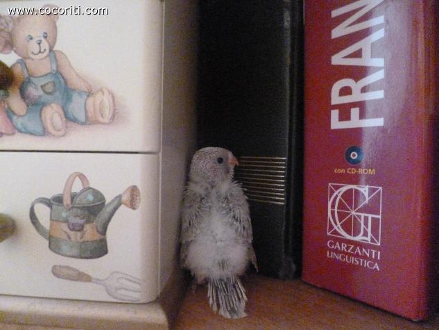 miu tra i libri!