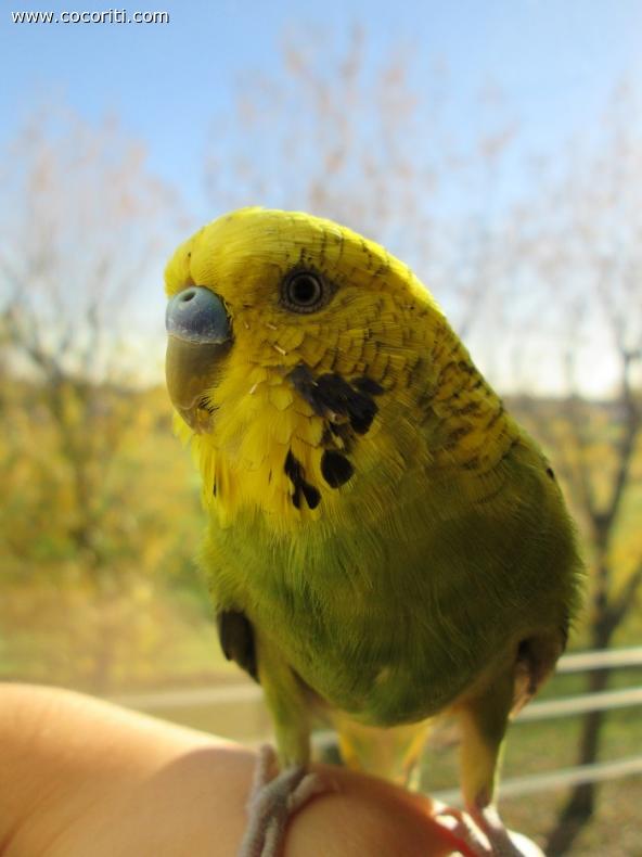 Green e l'autunno!