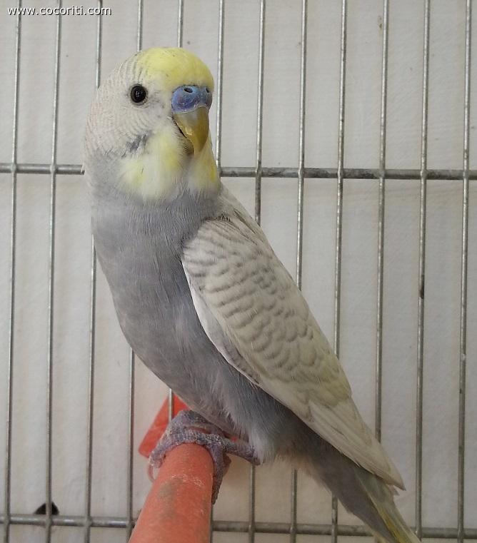 Gray