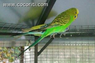 le mie coco