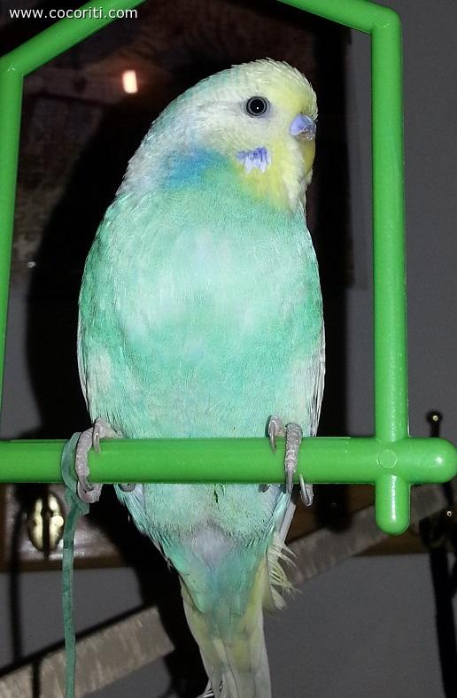 Duma