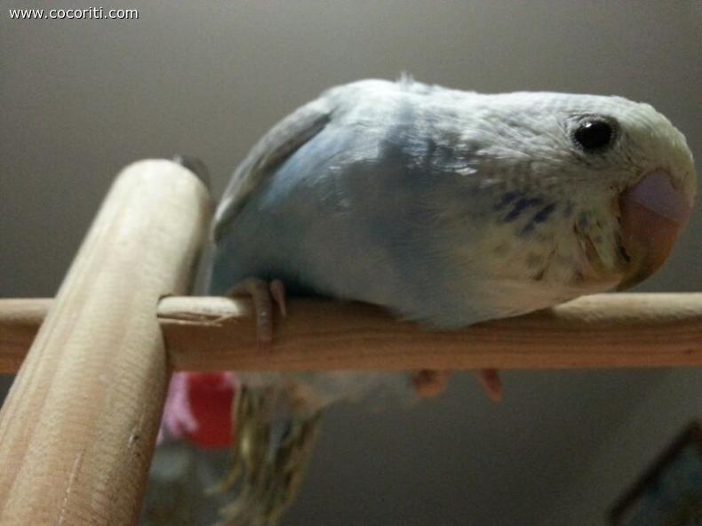 Balù
