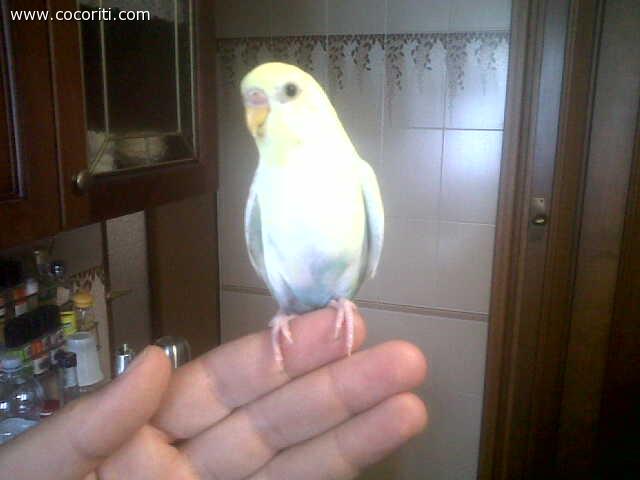 il condor all attacco ..Rosita