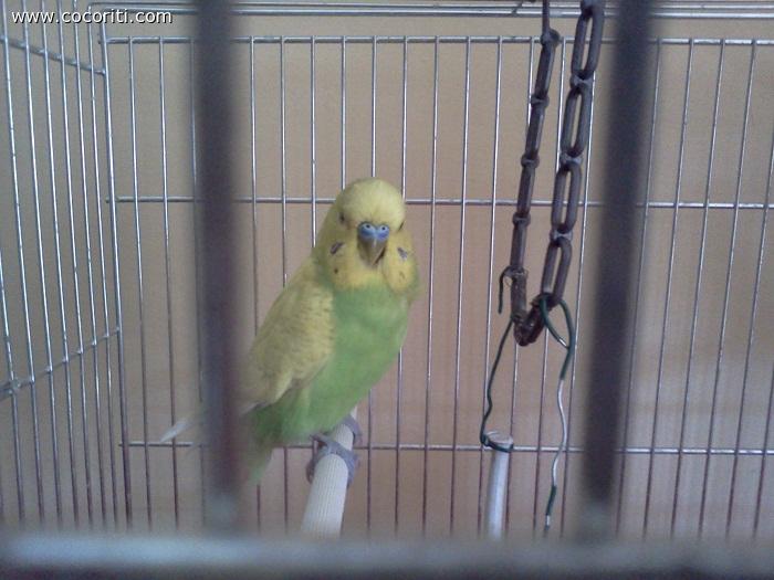 Jago