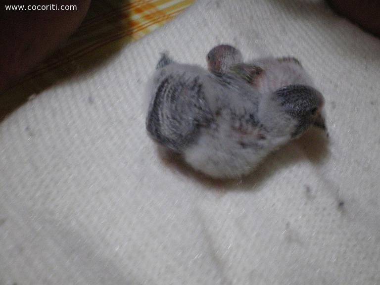 Blue e il suo fratellino da piccoli
