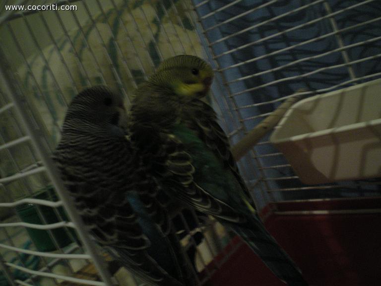 Blue e il suo fratellino