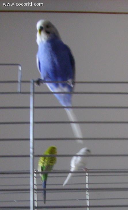 Paquito fa la sentinella