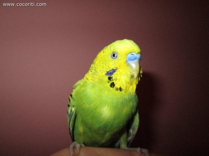 troppo bello!!