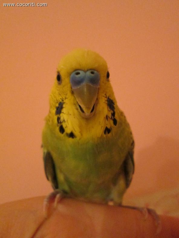 il mio green